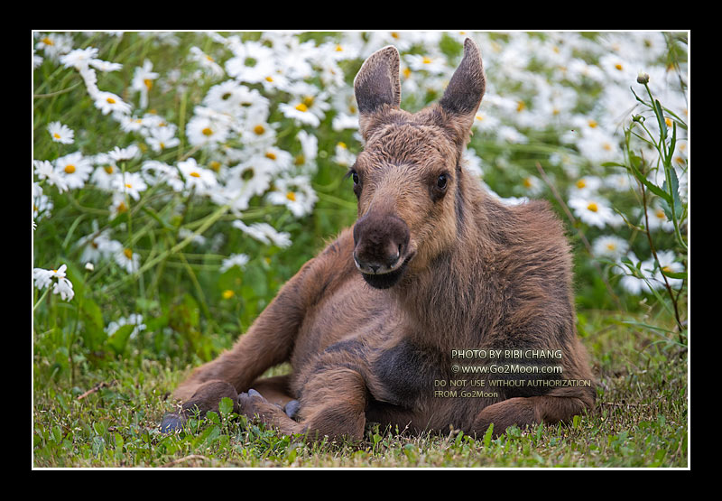 Baby Moose in Flower Field