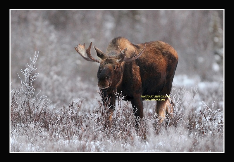 Moose in Snow