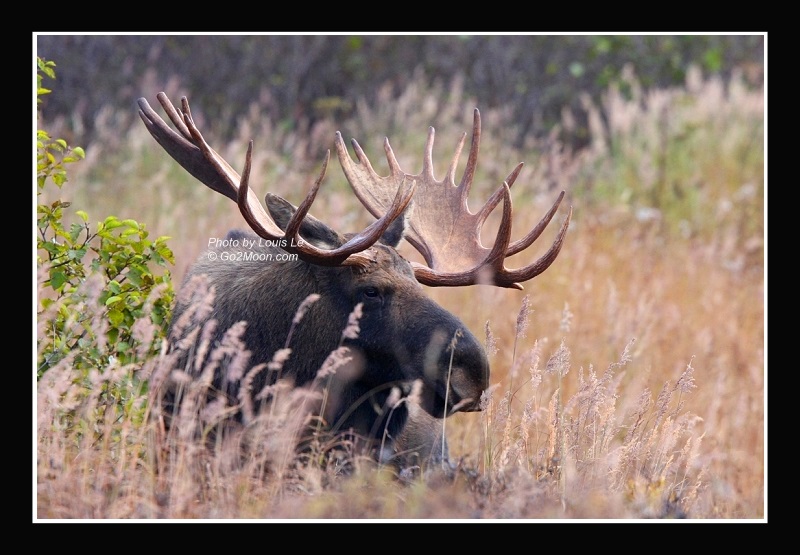 Bull Moose in Grass