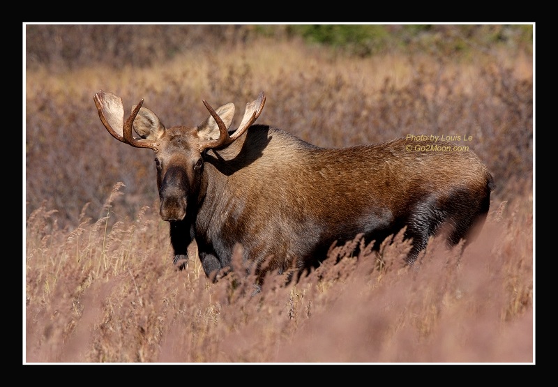 Young Bull Moose