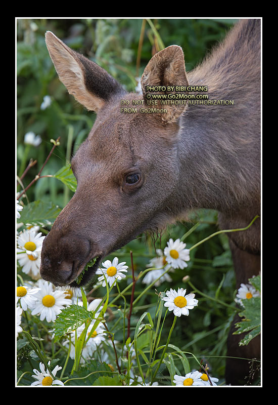 Baby Moose in Flower Field