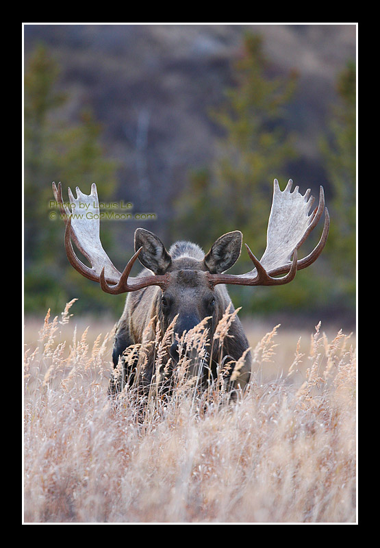 Bull Moose Picture