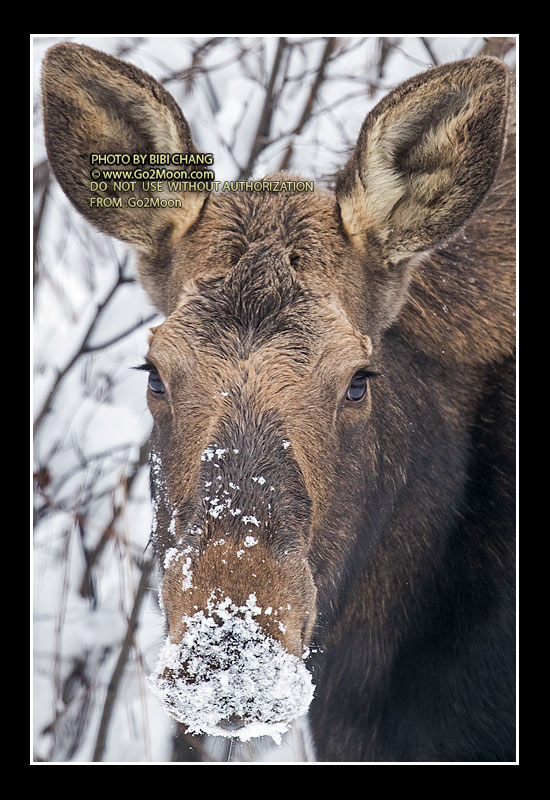 Moose with a Blanket of Snow