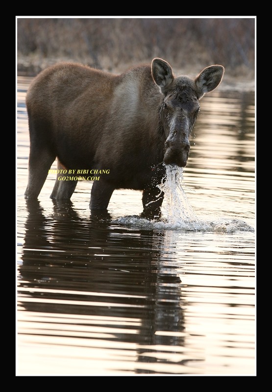 Moose in Pond