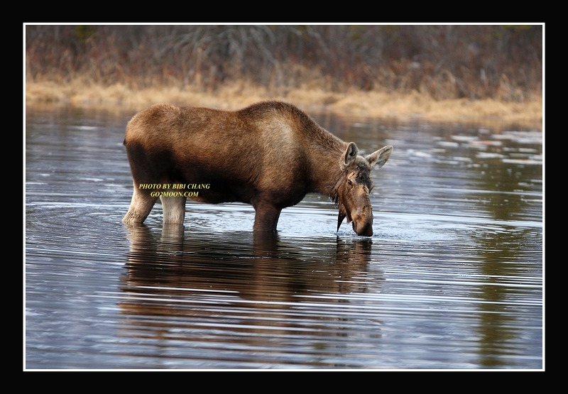Cow Moose in Pond