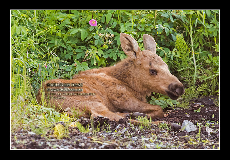 Moose Calf Taking a Rest