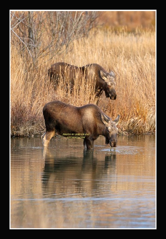 Moose in Anchorage