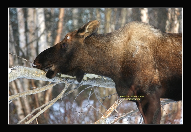 Moose Eating Bark