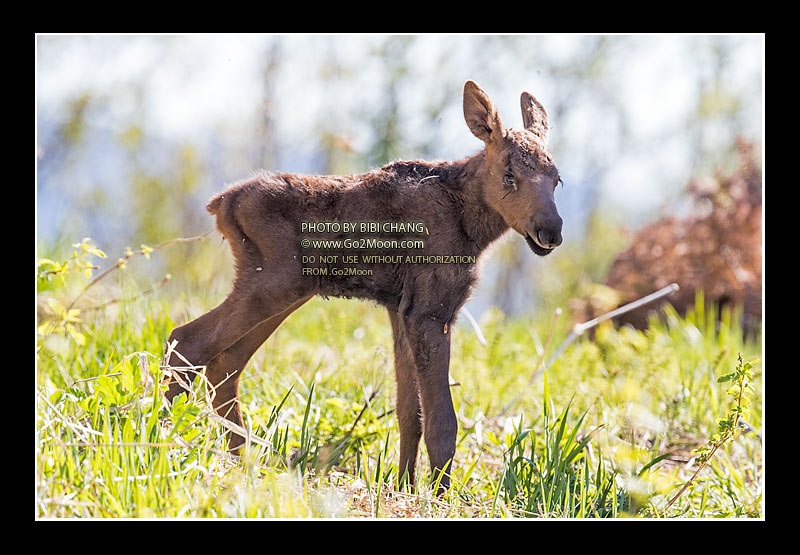 Newborn Baby Moose