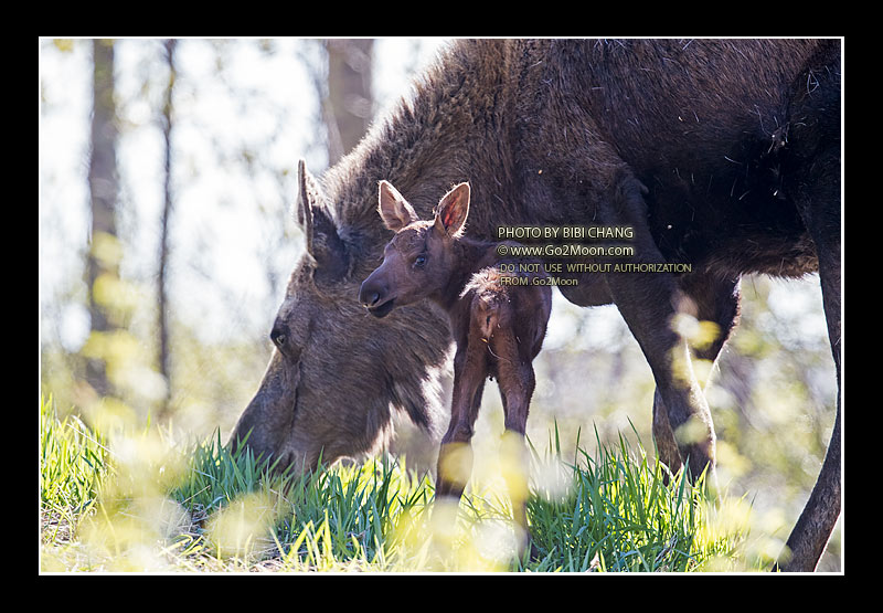 Newborn Baby Moose