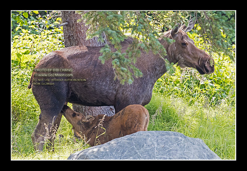 Moose with Calf Suckling