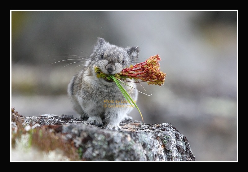 Pika with Flower