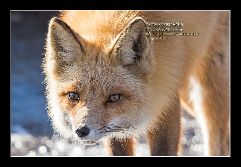 Red Fox on the Snow
