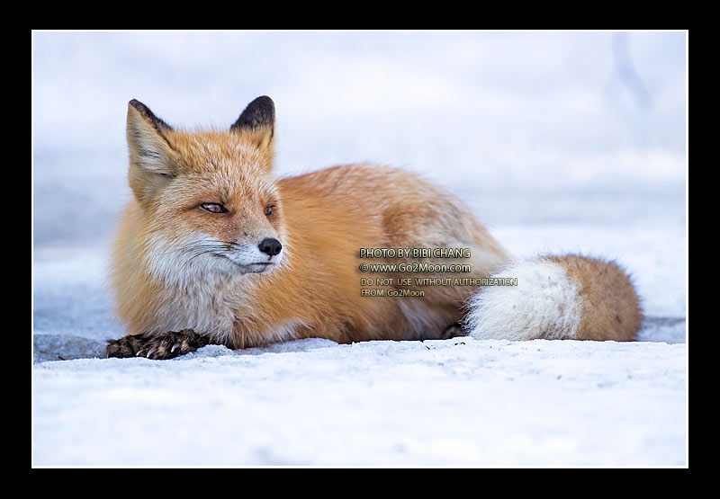 Red Fox on the Snow
